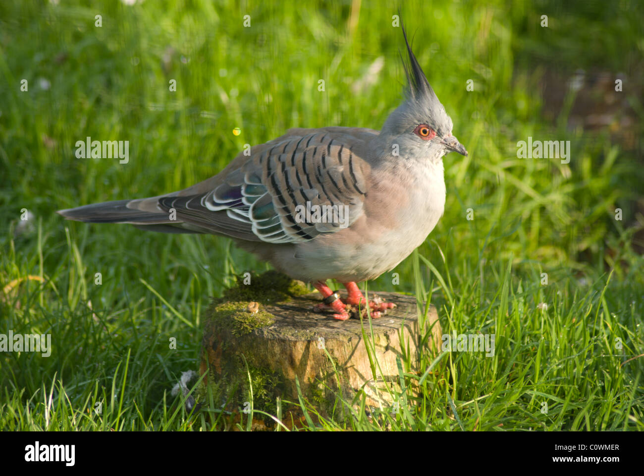 Un pigeon en bois debout sur une souche d'arbre dans le profil Banque D'Images