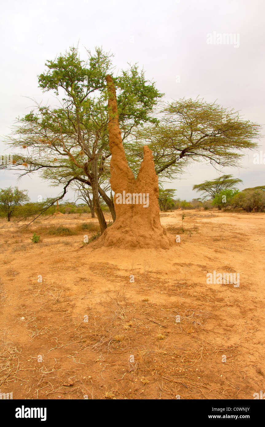Paysage de la vallée de la rivière Omo avec termitière, le sud de l'Éthiopie Banque D'Images