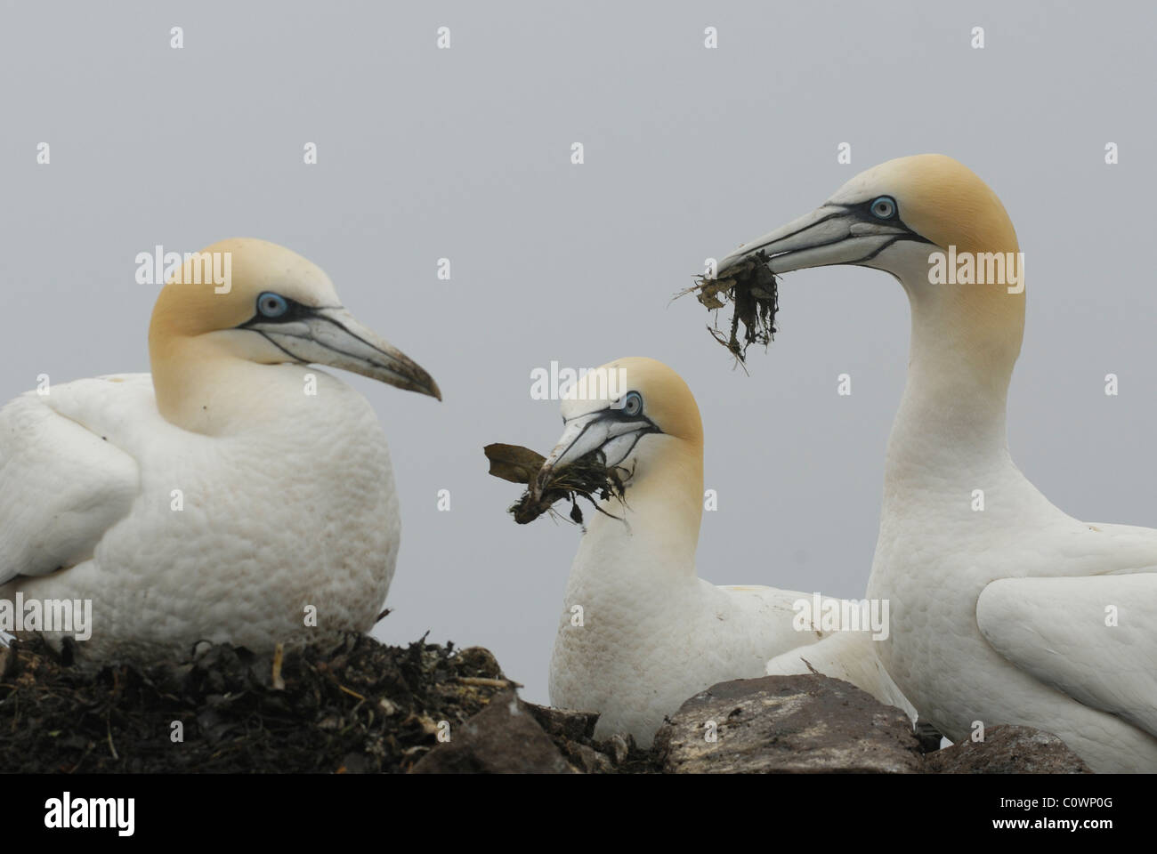Fou de Bassan (Sula bassana, Morus bassanus). Deux oiseaux mâles offrant des matériaux de nidification à une femme, Bass Rock, en Écosse. Banque D'Images