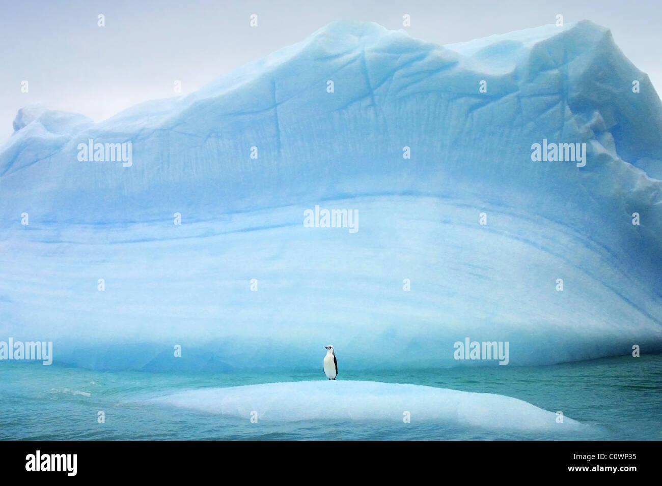 Penguin sur Iceberg à l'Antarctique Banque D'Images