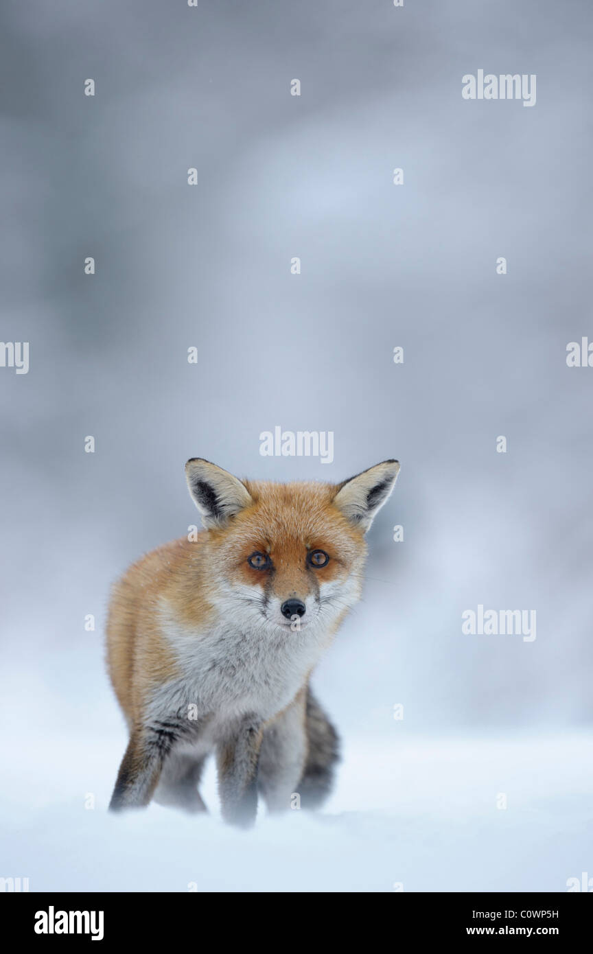 Le renard roux (Vulpes vulpes), adulte debout dans la neige. Banque D'Images