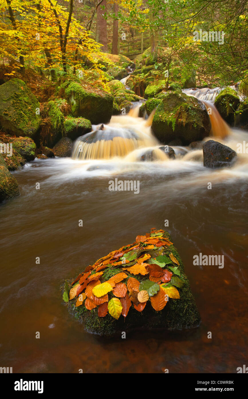 Wyming Brook Couleurs d'automne Banque D'Images