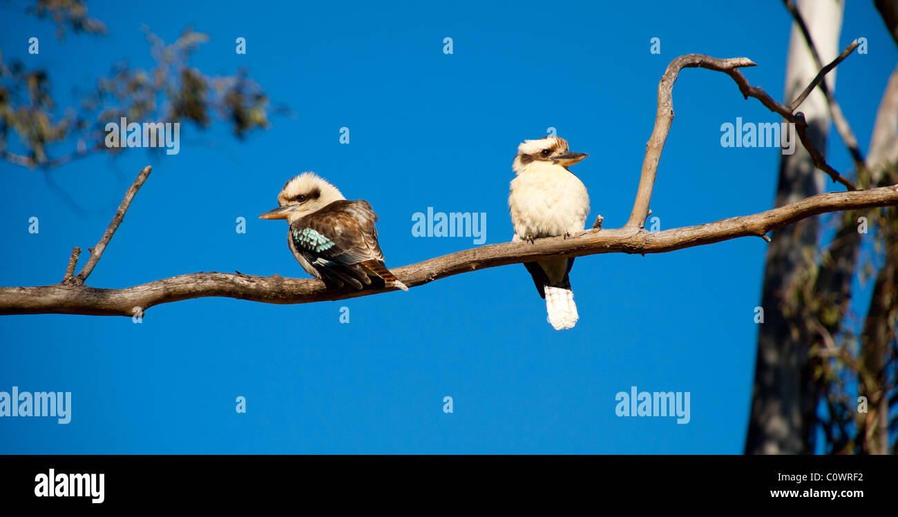 Kookaburras, Queensland, Australie Banque D'Images