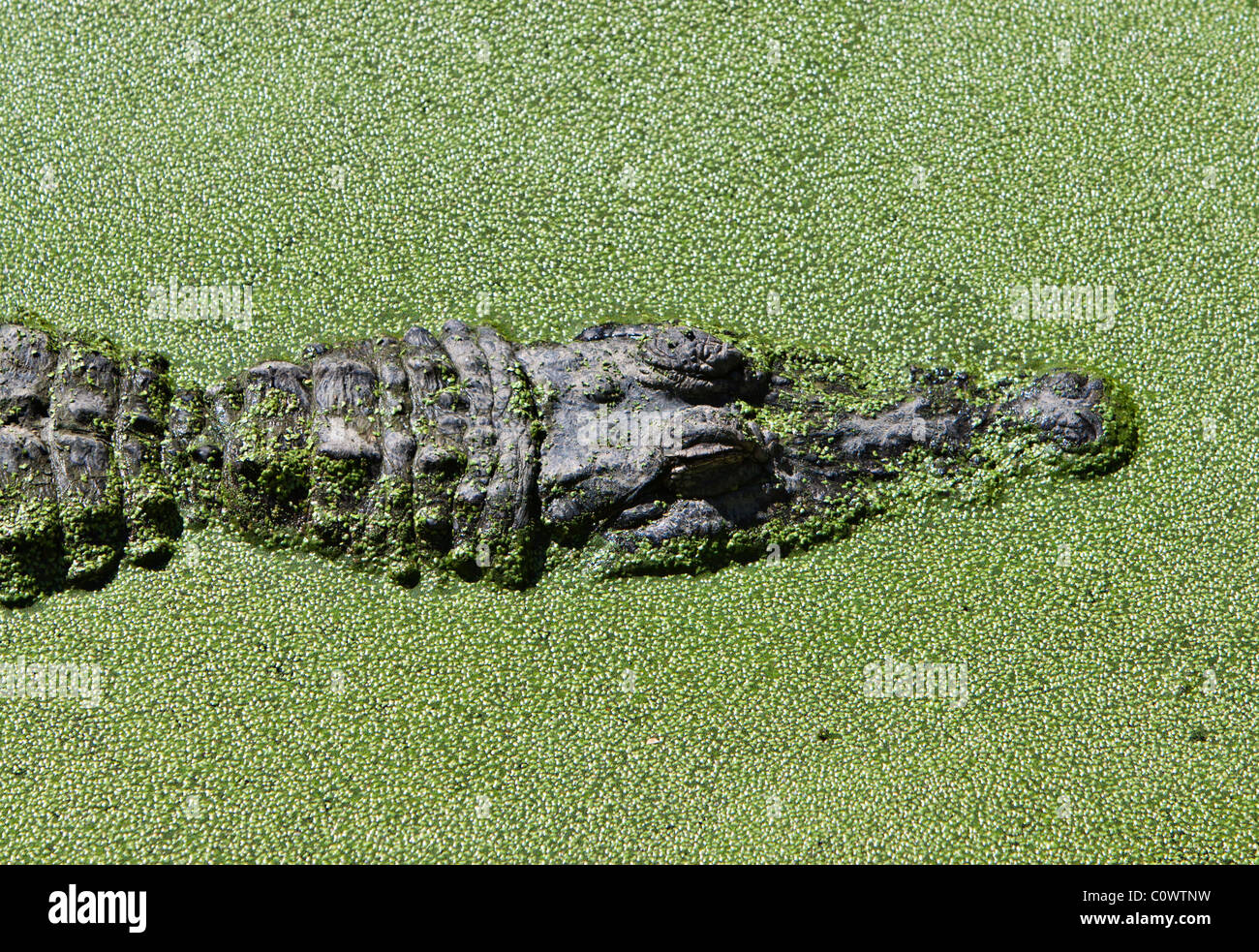 Alligator Alligator Mississippiens moitié submergé dans l'eau ce qui est couvert dans la lutte contre les mauvaises herbes de l'étang Banque D'Images