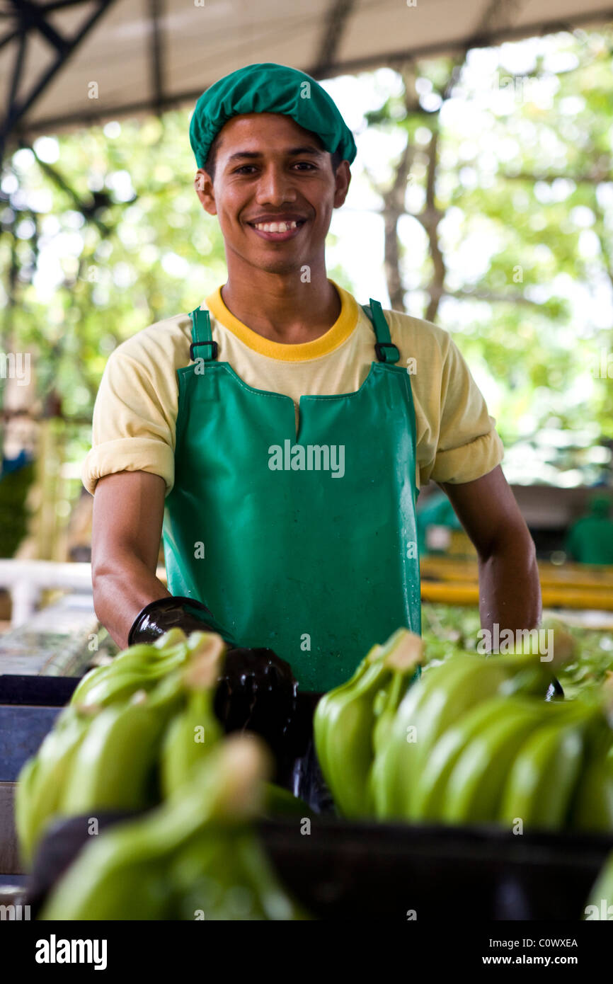En Colombie, un travailleur sur une banane banane ferme qui vend des bananes du commerce équitable Banque D'Images