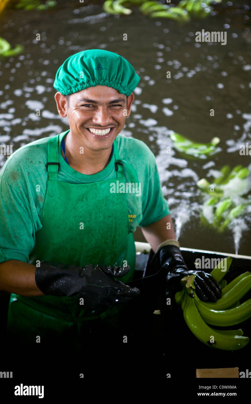 En Colombie, un travailleur sur une banane banane ferme qui vend des bananes du commerce équitable Banque D'Images
