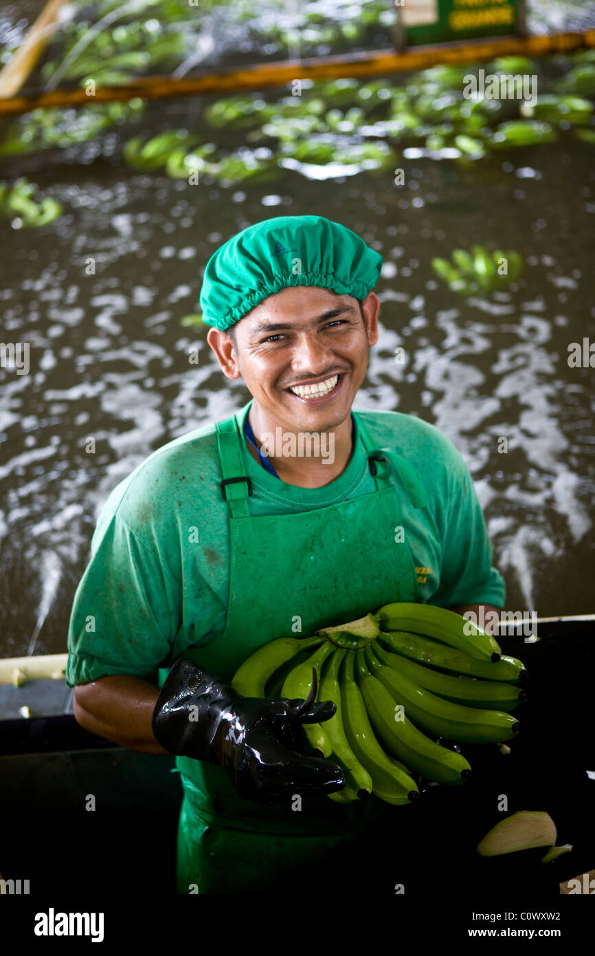 En Colombie, un travailleur sur une banane banane ferme qui vend des bananes du commerce équitable Banque D'Images