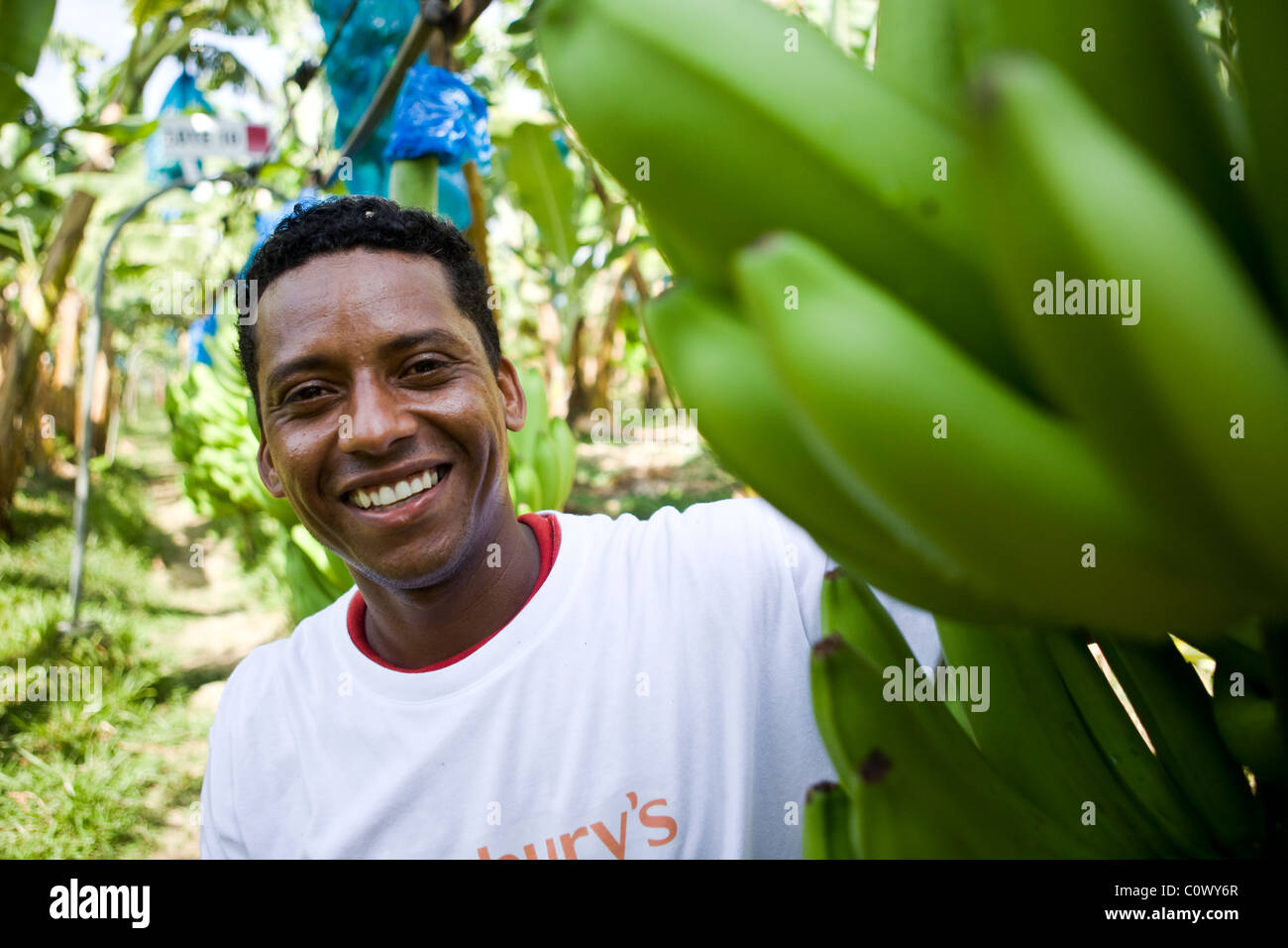 La banane du commerce équitable de Colombie travailleur Banque D'Images