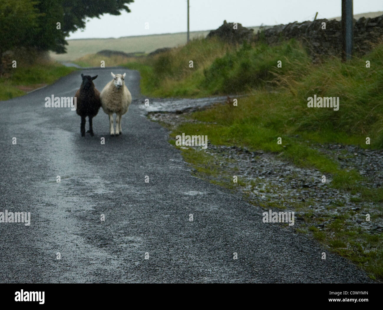 Mouton noir et blanc sur chemin de campagne dans la pluie Banque D'Images