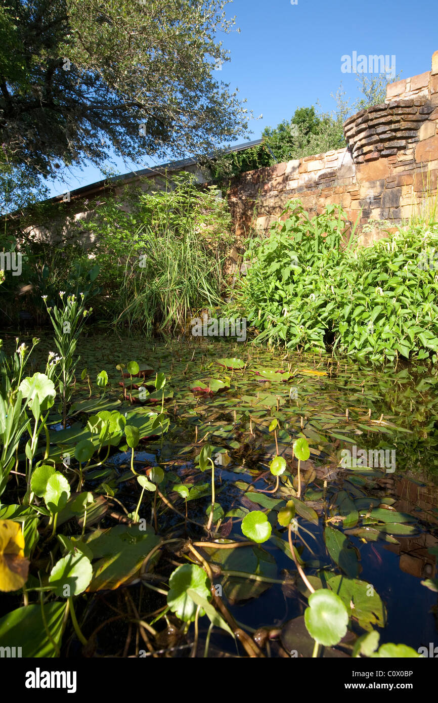 Étang des zones humides plein de plantes aquatiques indigènes au Texas à l'entrée de la Lady Bird Johnson Wildflower Center à Austin, Texas USA Banque D'Images