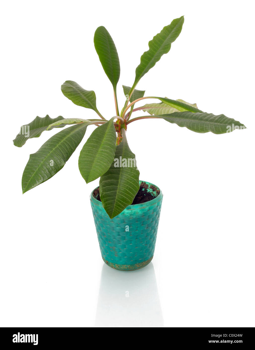 Cache-pot en terre cuite verte isolated on white Banque D'Images