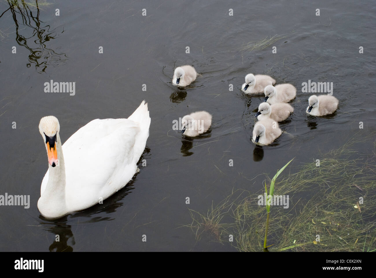 C'est une famille de cygnes (une bande). Banque D'Images