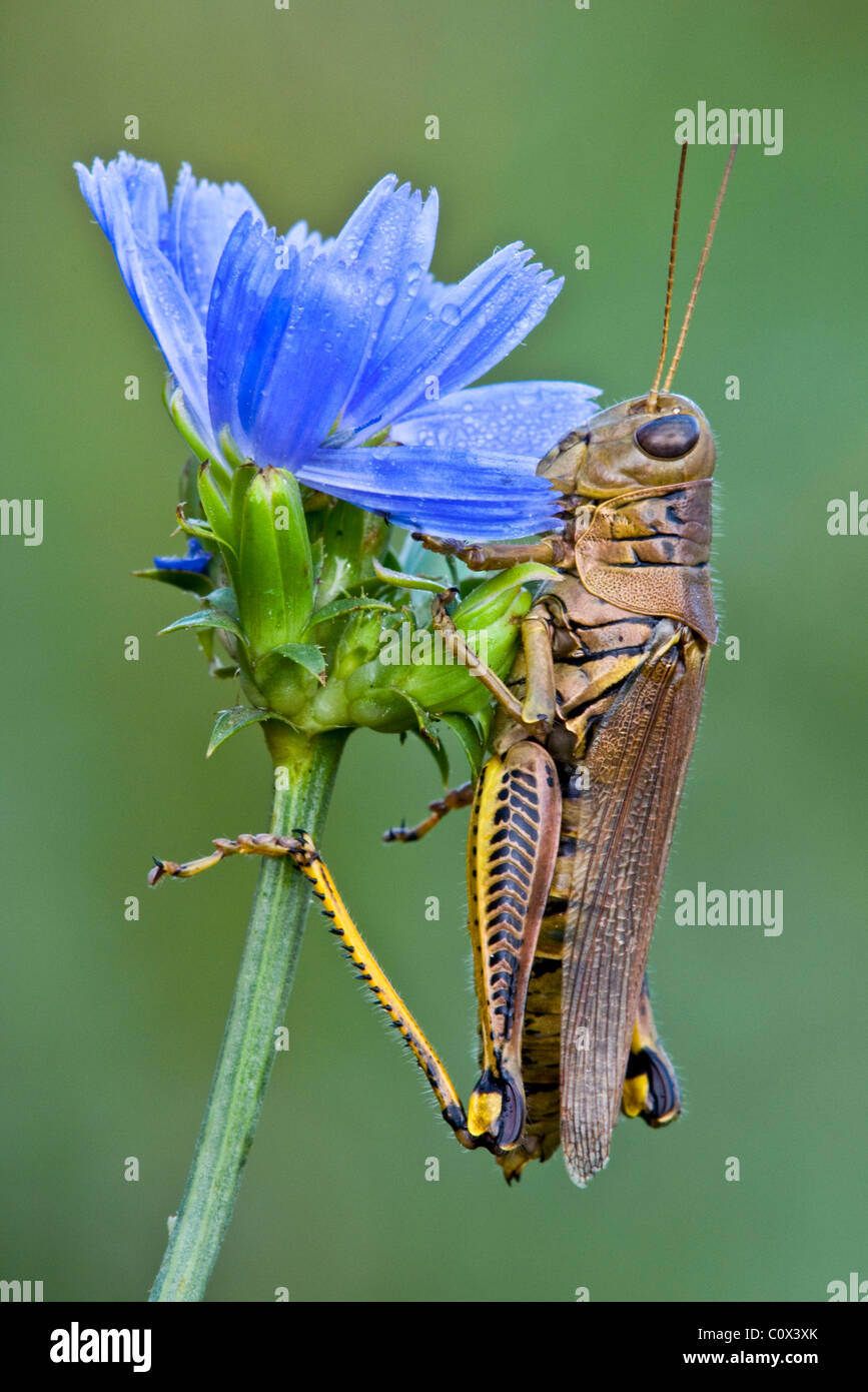 Différentiel Grasshopper Melanoplus différentialis sur chicorée Cichorium intybus est des Etats-Unis, par Skip Moody/Dembinsky photo Assoc Banque D'Images