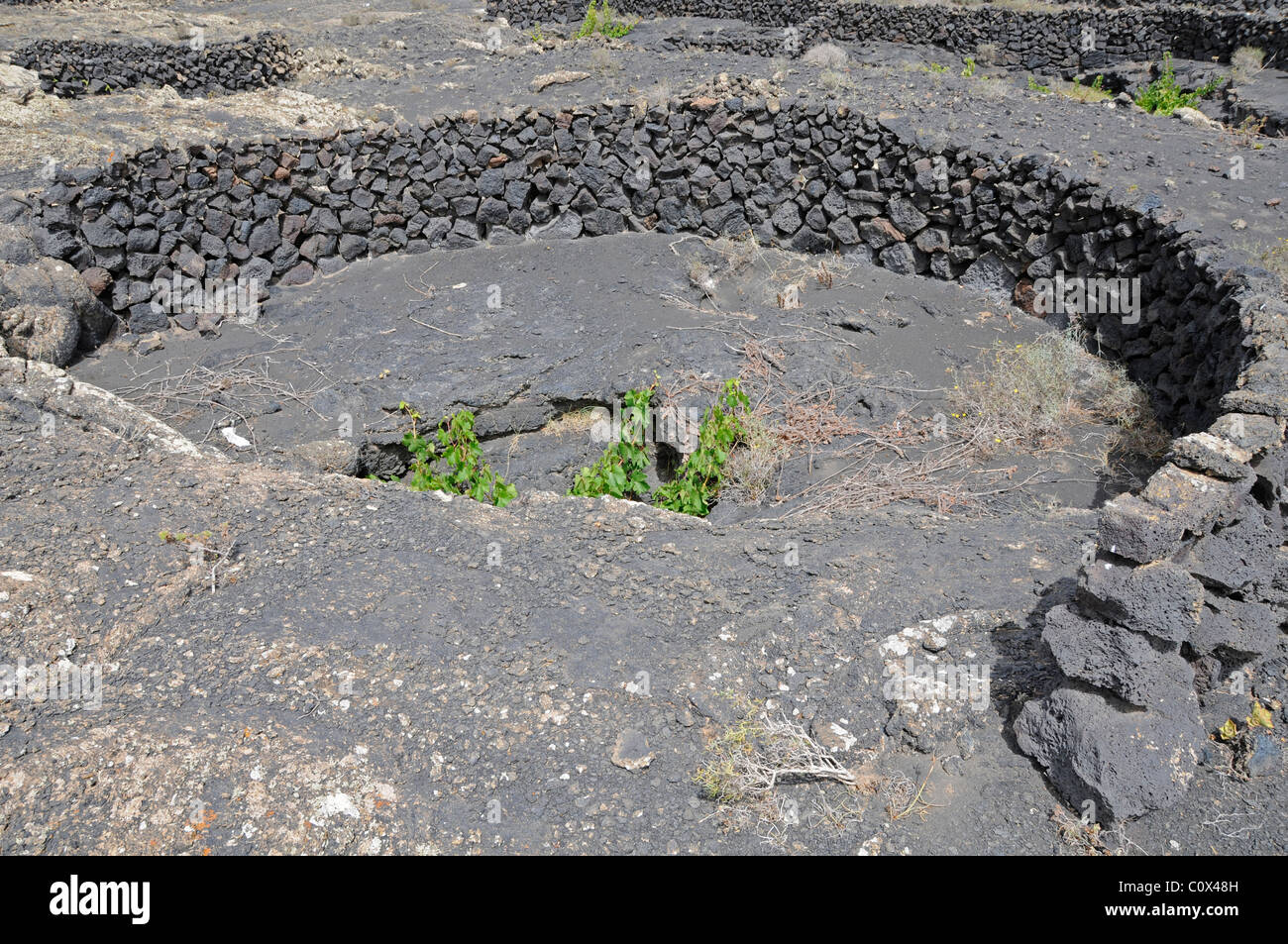 Vine, semi-circulaire de plus en plus derrière la protection de mur, sur le sol de cendres volcaniques. Lanzarote, îles Canaries, Espagne Banque D'Images