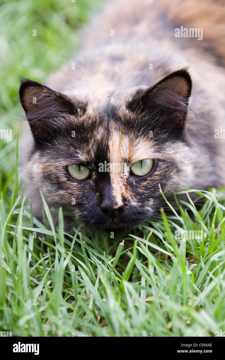 Long haired cat allongé dans l'herbe Banque D'Images