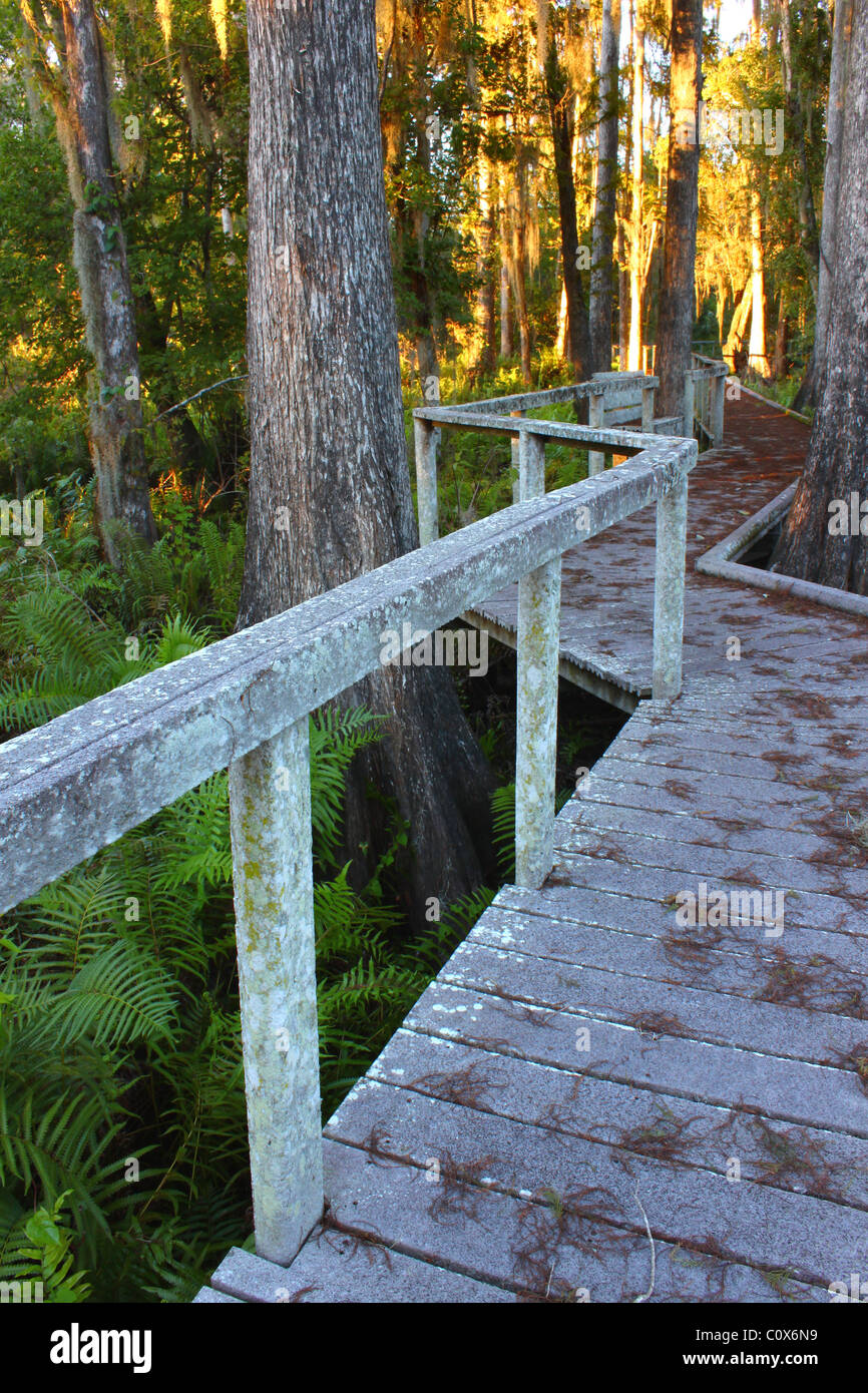 Swamp Boardwalk - Floride Banque D'Images