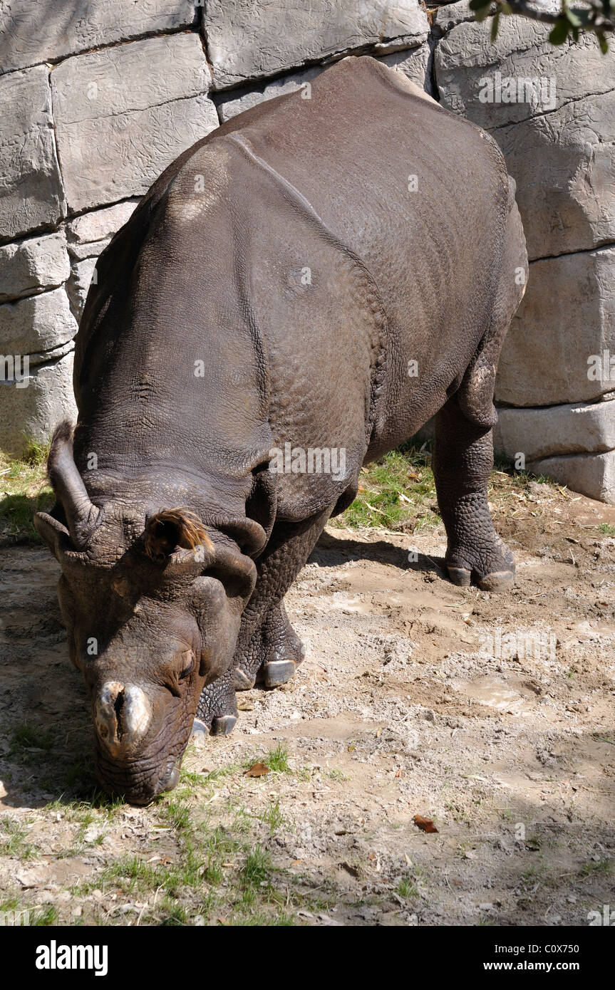 Rhinocéros indien Banque D'Images