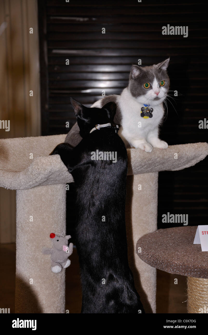 Exposition féline, Waco, Texas, USA - Munchkin et races de chat Oriental noir Banque D'Images