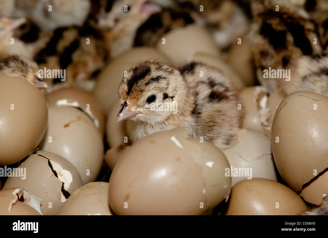 Jour poussin faisan incubation juste hors de l'oeuf Photo Stock - Alamy