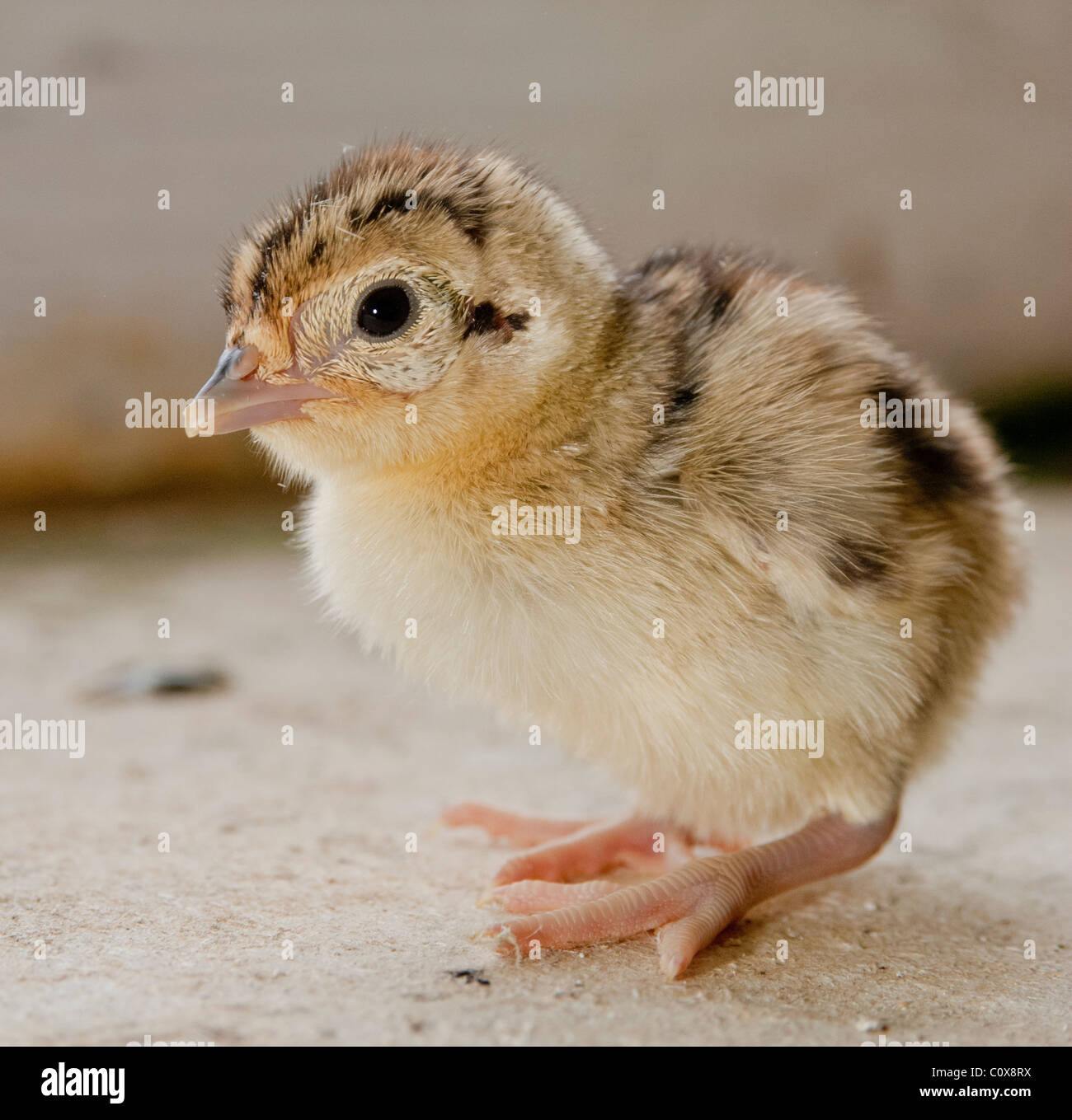 Jour poussin faisan incubation juste hors de l'oeuf Photo Stock - Alamy