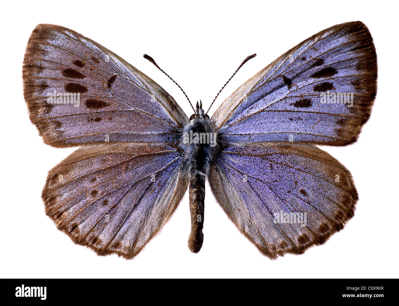 Grand papillon bleu isolé (Maculinea arion) sur fond blanc Banque D'Images