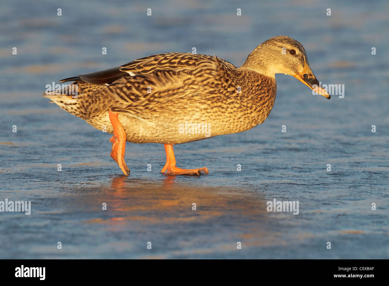 Un beau portrait d'une femelle Canard colvert marchant sur une piscine glacée Banque D'Images