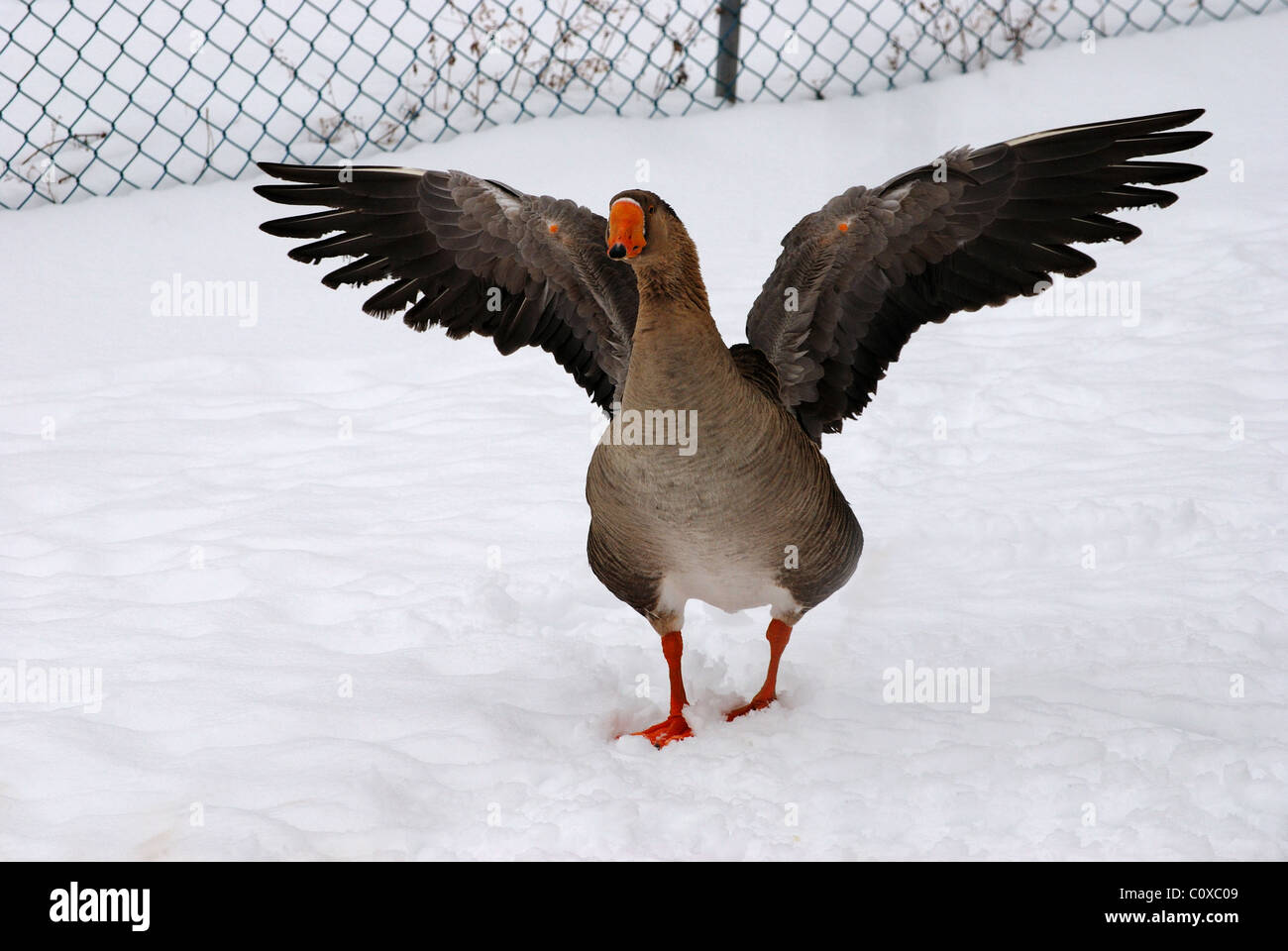 Goose dans les soins de la société humaine. Banque D'Images