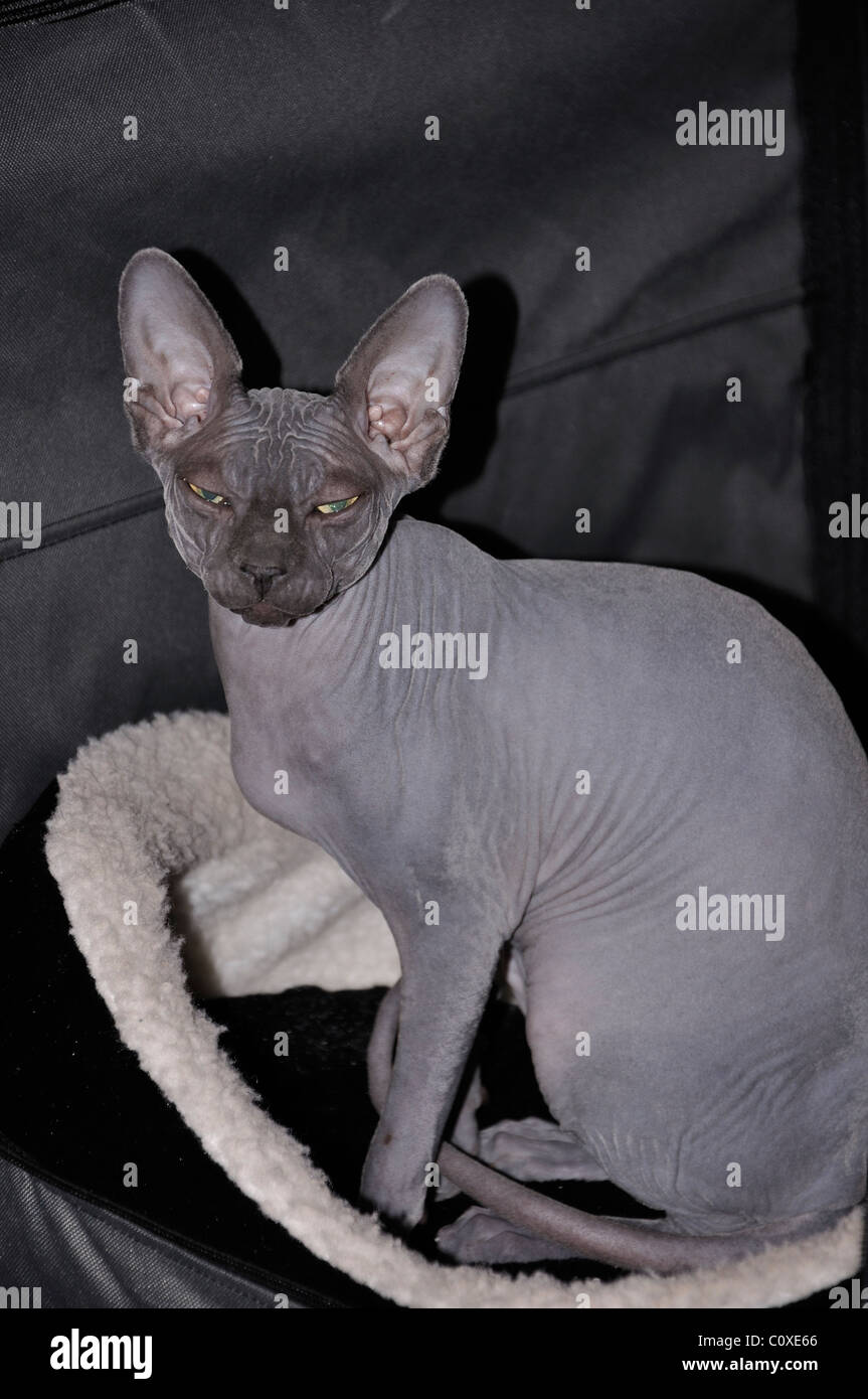 Chat Sphynx Banque D'Images