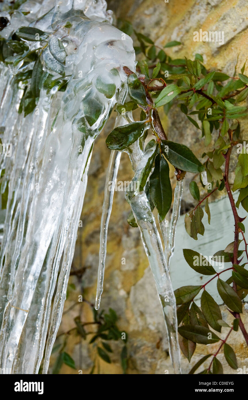 Icicle depuis longtemps s'est formée sur un cotoneaster bush dans les profondeurs de l'hiver après une longue vague de froid. Banque D'Images
