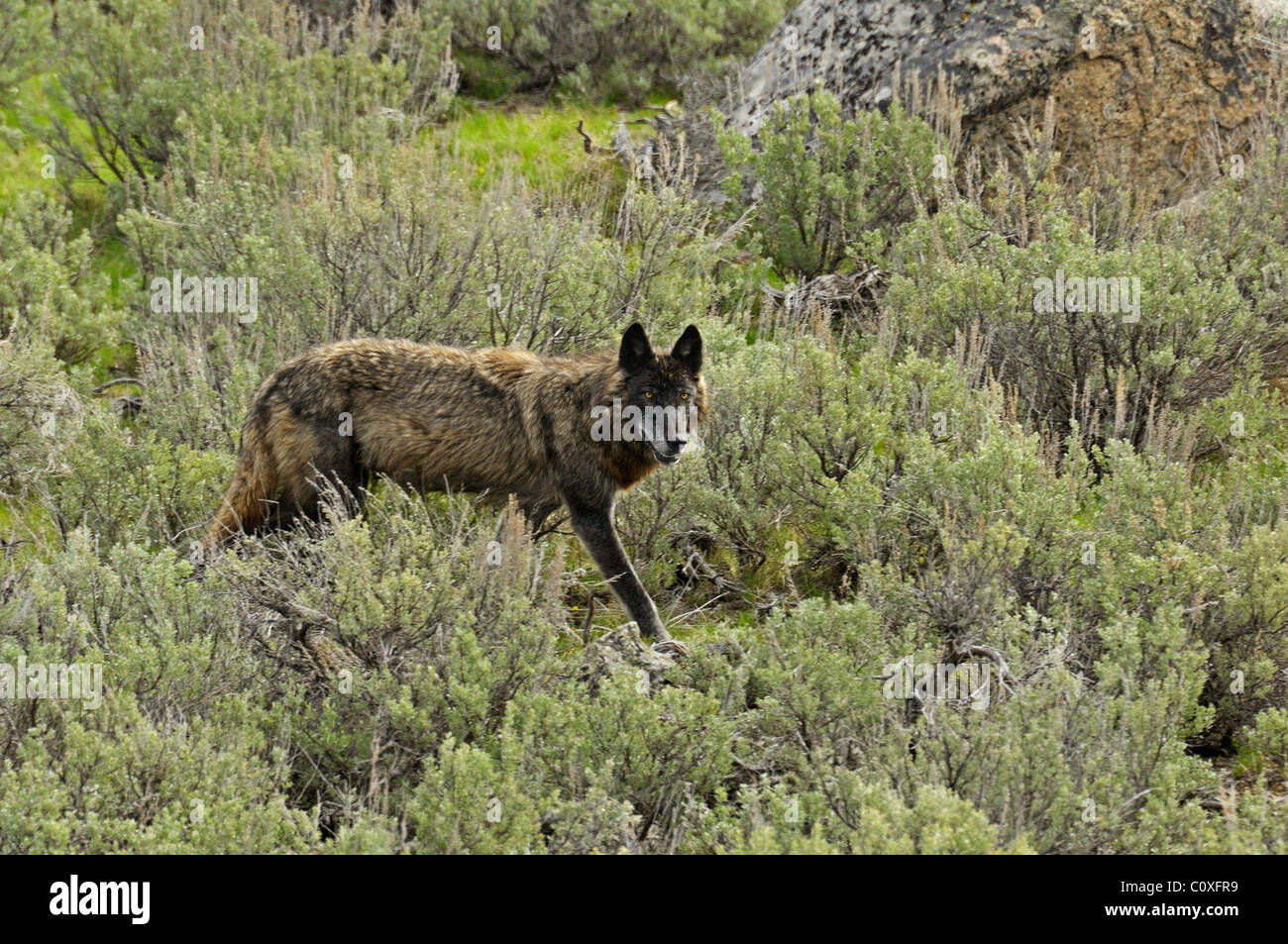 Loup noir en mouvement Banque D'Images