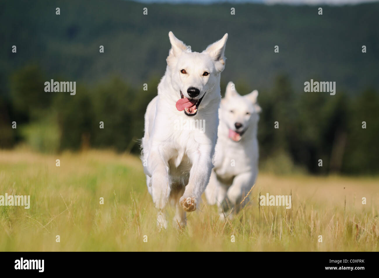 Berger Blanc Suisse deux cycles est heureux dans la prairie Banque D'Images