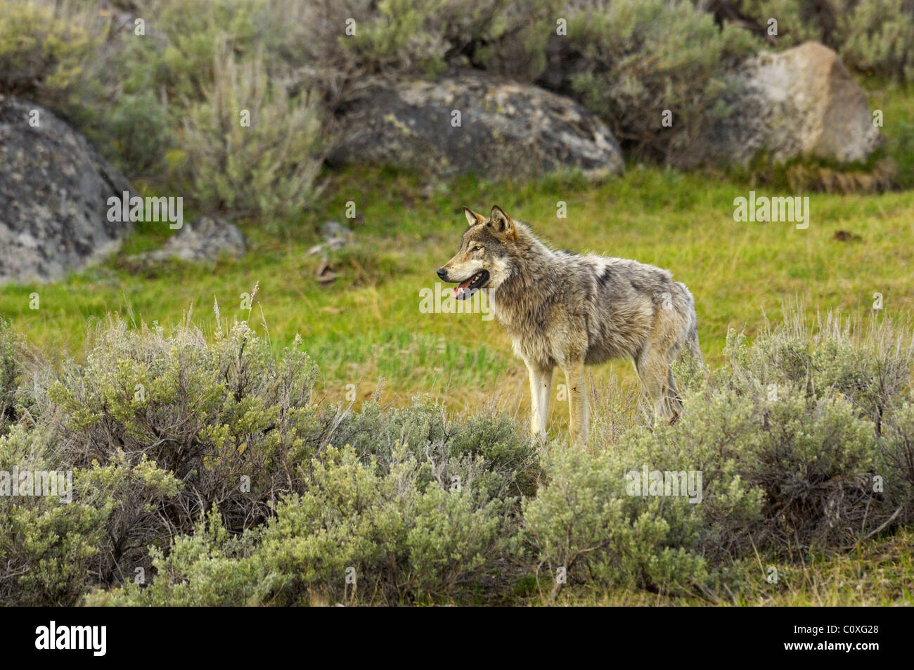 Un magnifique loup gris dans le Parc National de Yellowstone, Wyoming Banque D'Images