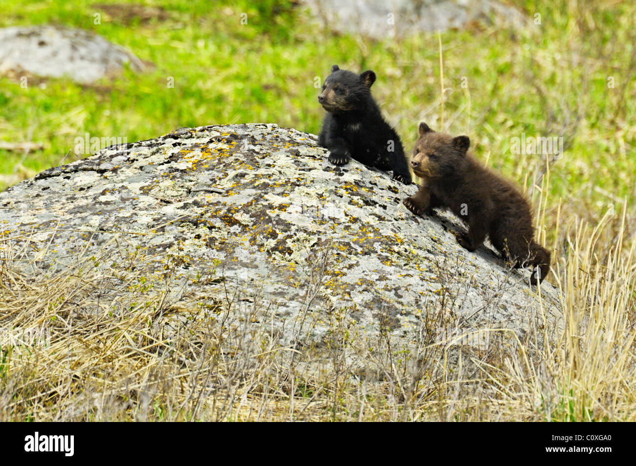 La cannelle et l'ours noir d'oursons sur boulder Banque D'Images