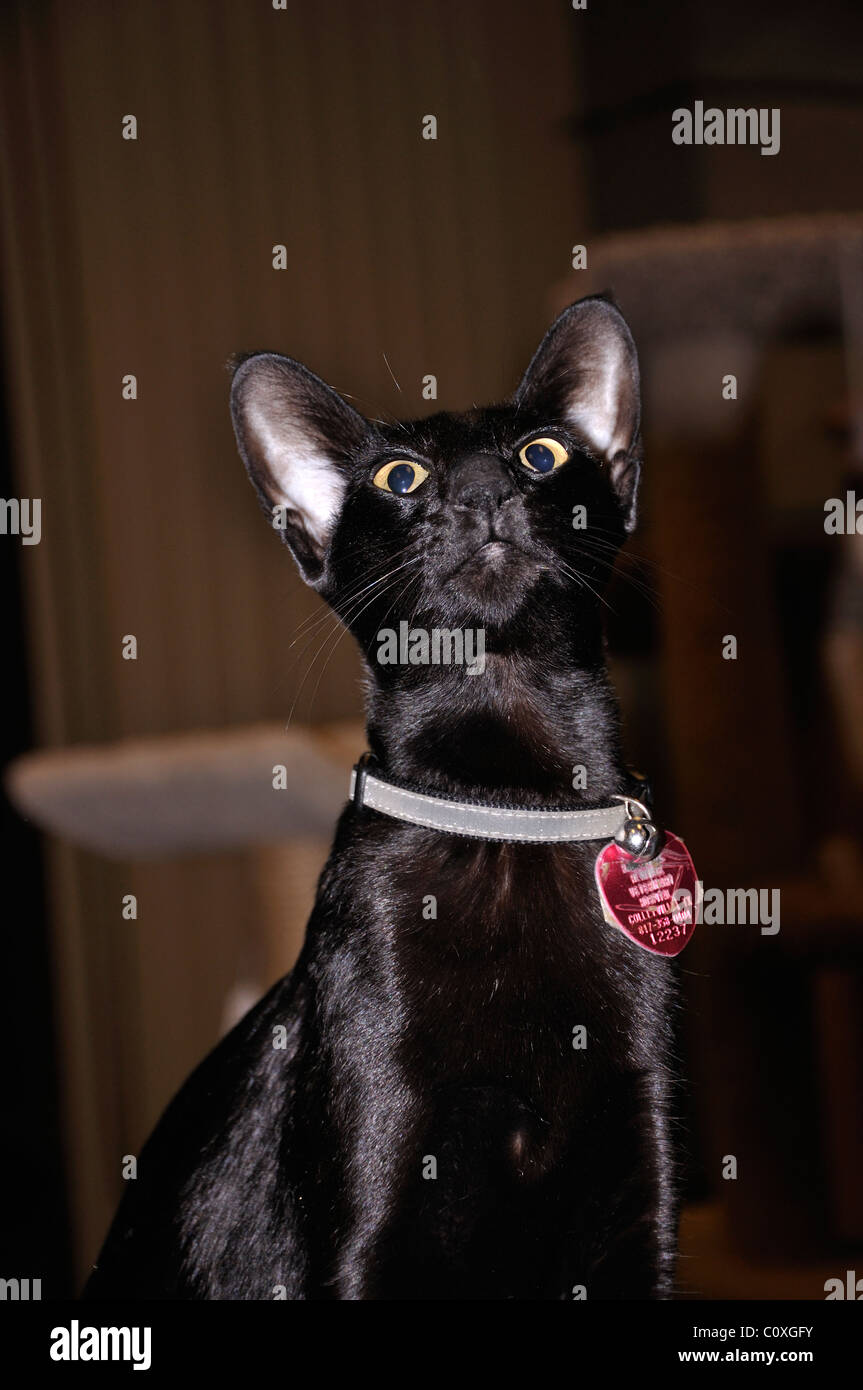 Oriental Shorthair Black Cat - ce chat est aveugle et a sa rétine manque Banque D'Images