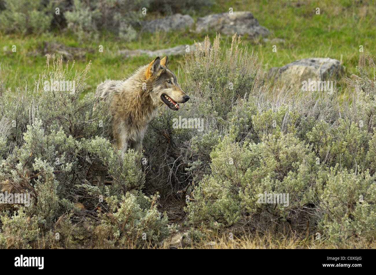 Portrait de Loup gris Banque D'Images