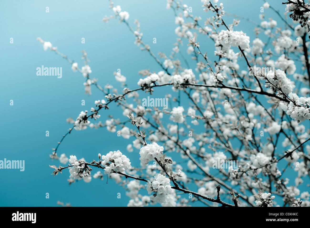 Bouquets de fleurs de cerisier blanc contre un ciel bleu vif. Arrière-plan de la nature. Banque D'Images
