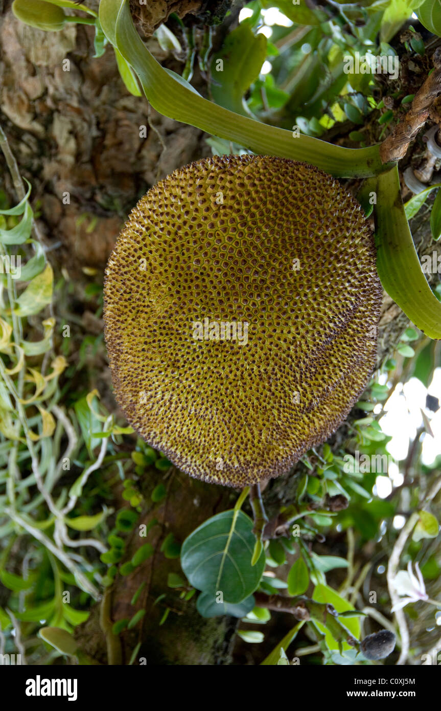 L'Asie, Vietnam, Da Nang. Ancienne capitale impériale de Hue. Jackfruit arbre. Banque D'Images