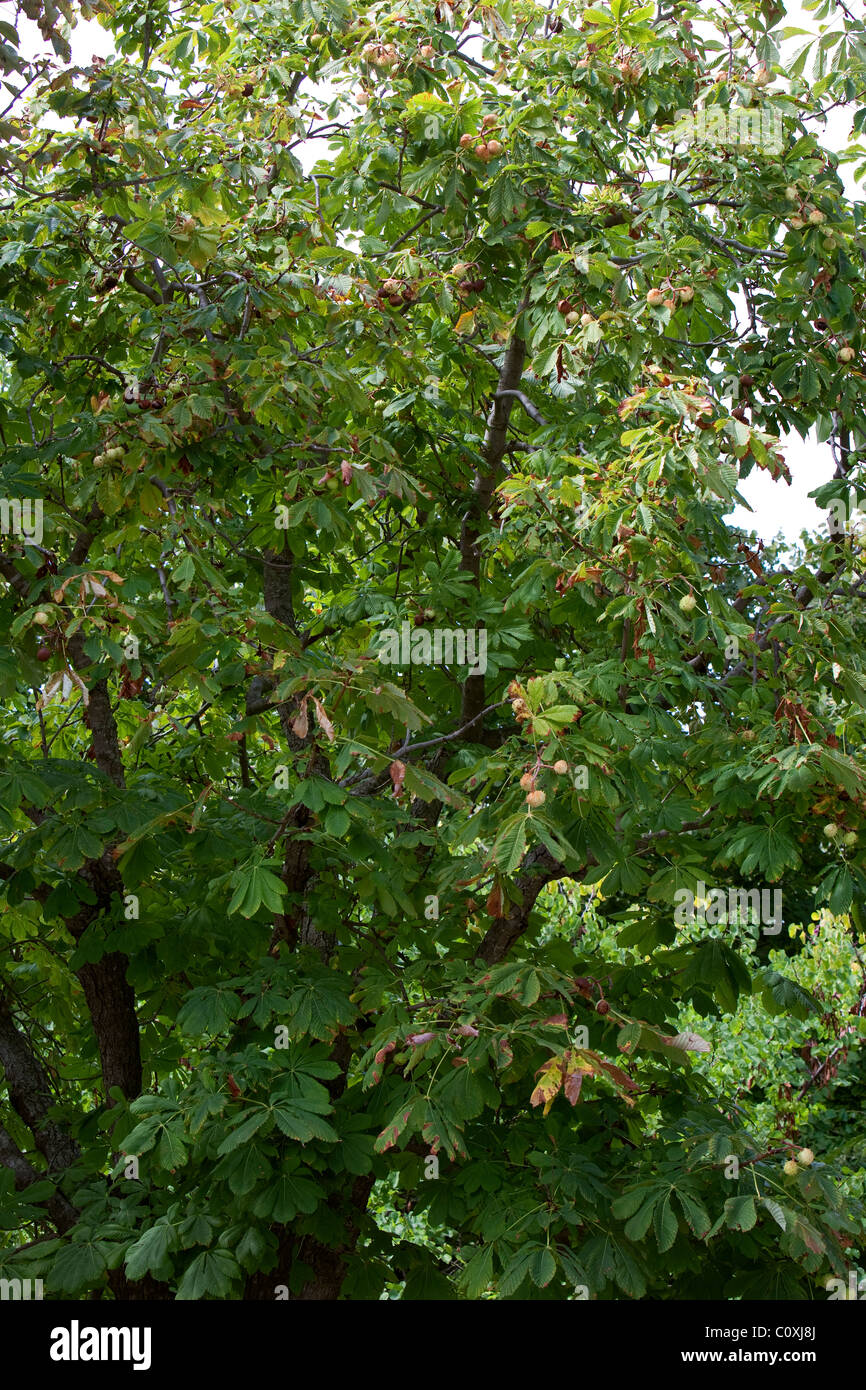 British Horse Chestnut Tree sur l'île de Corfou. La ville de Corfou. Banque D'Images