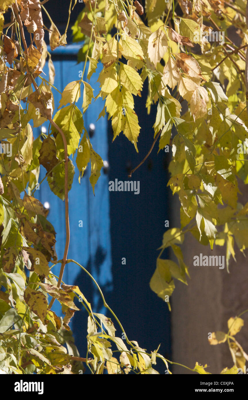 Porte bleue en bois plantes grimpantes à l'automne en Provence, France Banque D'Images