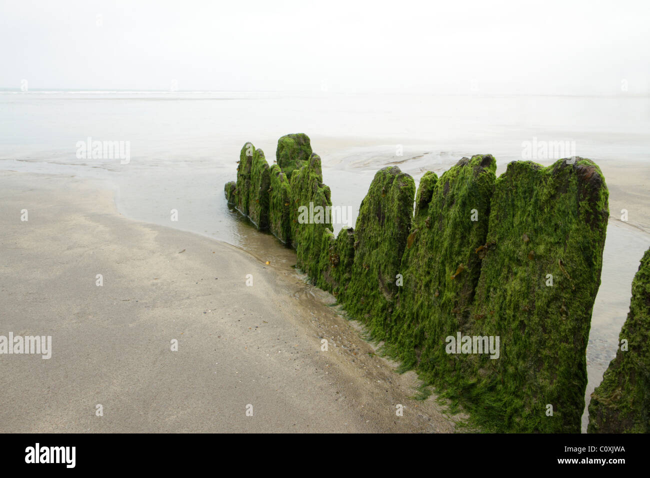 Vieux bois épis couverts d'algues sur la plage déserte, Wesward Ho !, Devon, UK Banque D'Images
