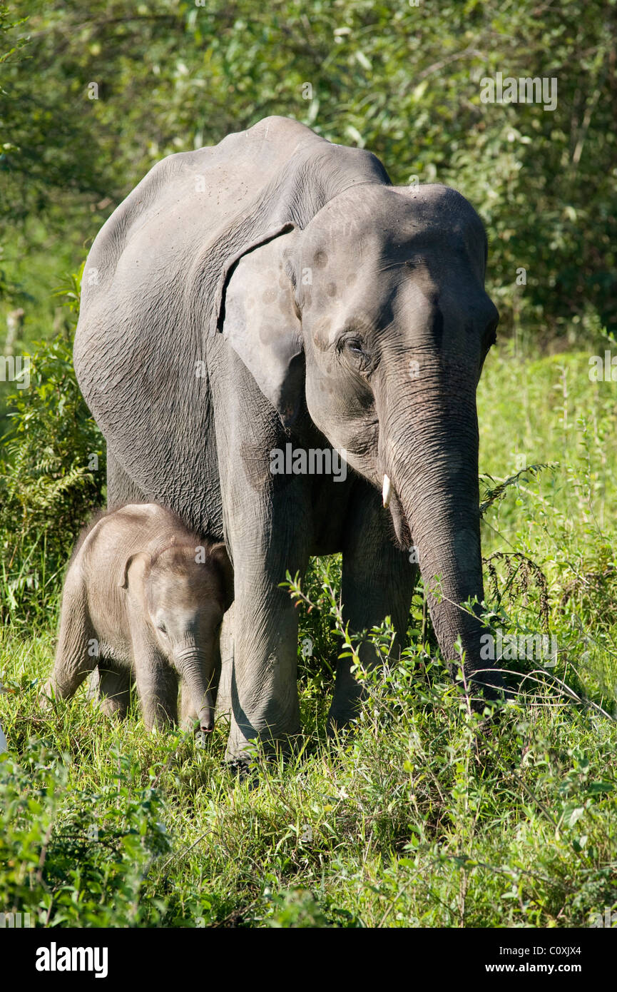 Femelle Éléphant d'Asie Elephas maximus avec jeune veau Inde Banque D'Images