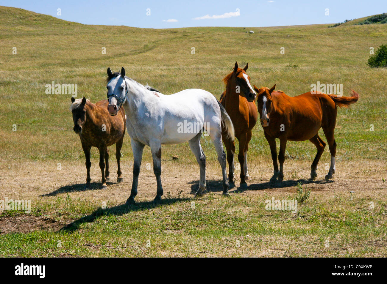 Chevaux dans un champ. Banque D'Images