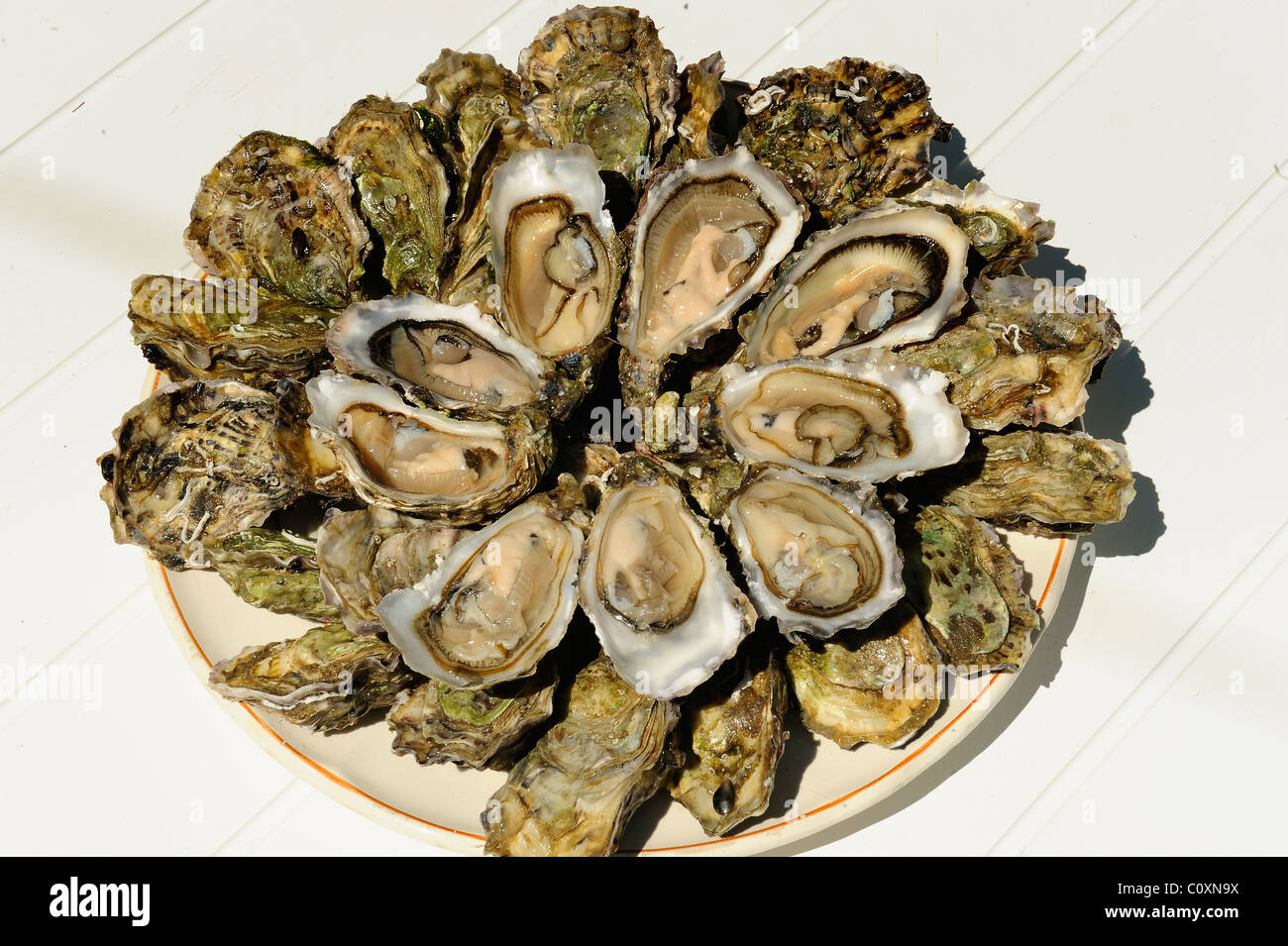 Une assiette d'huîtres d'élevage fraîchement dans le bassin d'Arcachon, le bassin, le Cap Ferret, département de la Gironde, France Banque D'Images