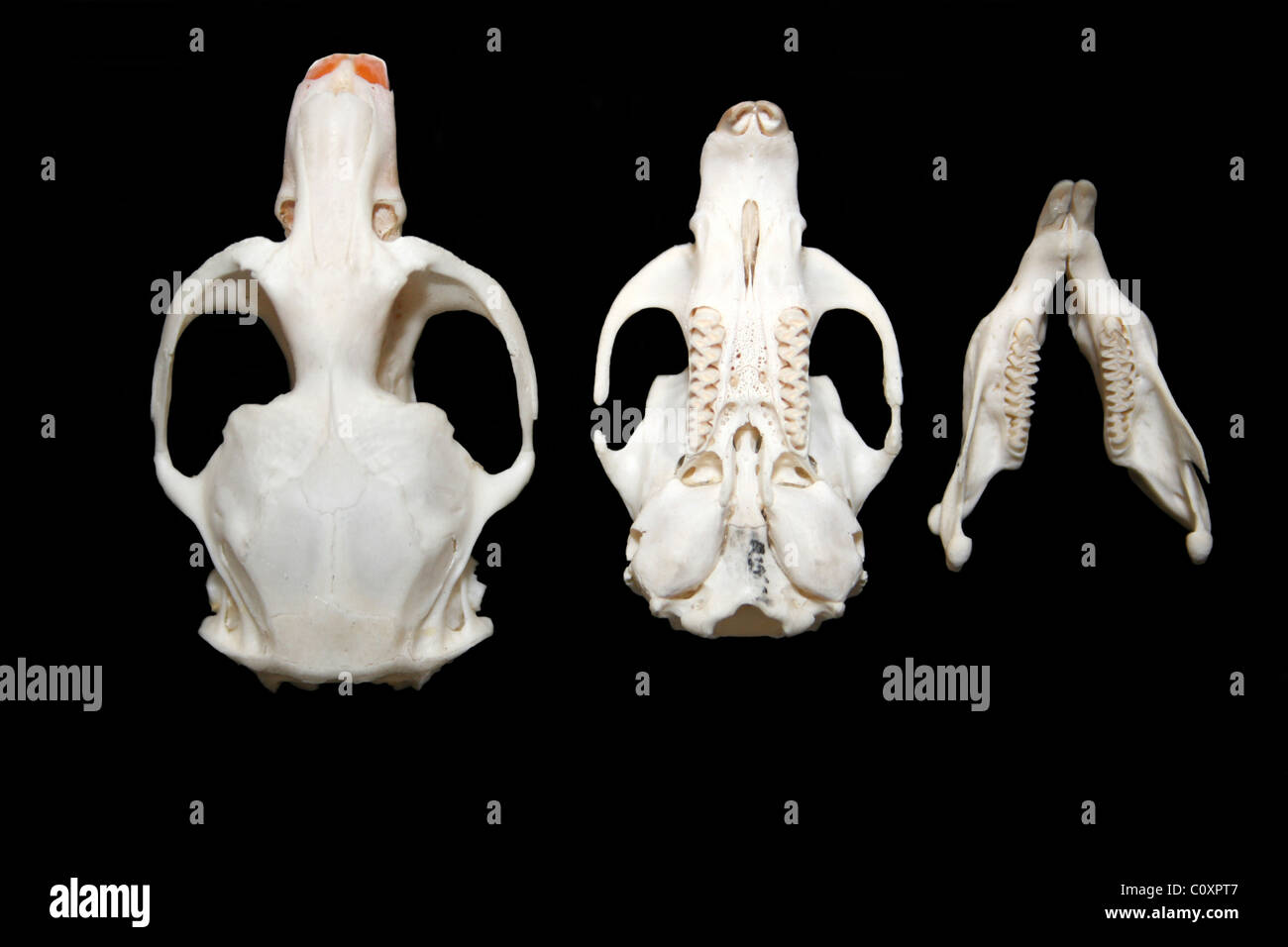 Arvicola amphibius Campagnol de l'eau européenne du crâne et de la mâchoire Banque D'Images