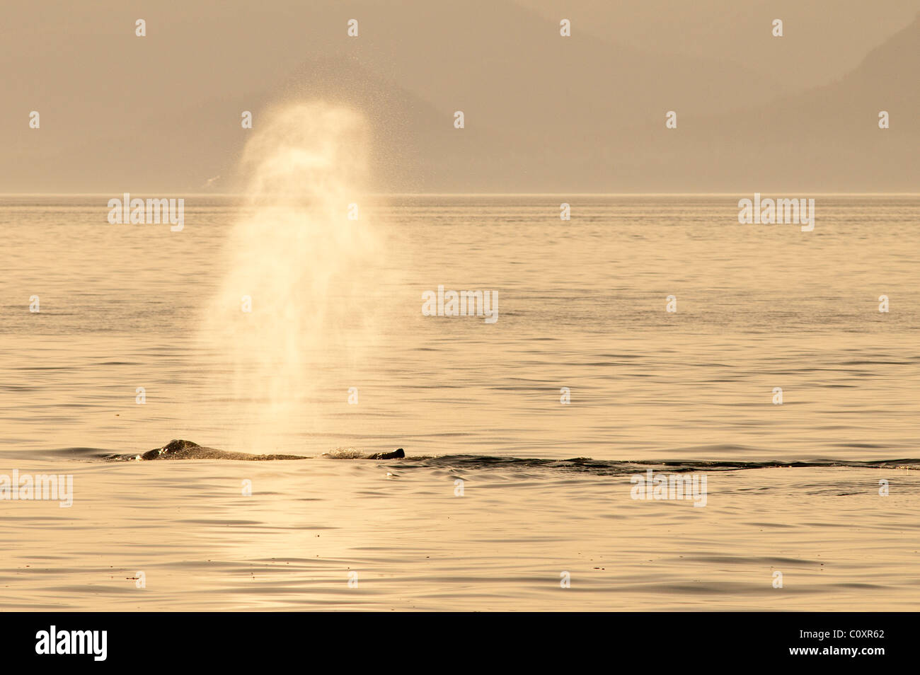De l'Alaska. Les baleines à bosse (Megaptera novaeangliae) dans la région des îles de cinq doigts de Frederick Sound, au sud-est de l'Alaska. Banque D'Images