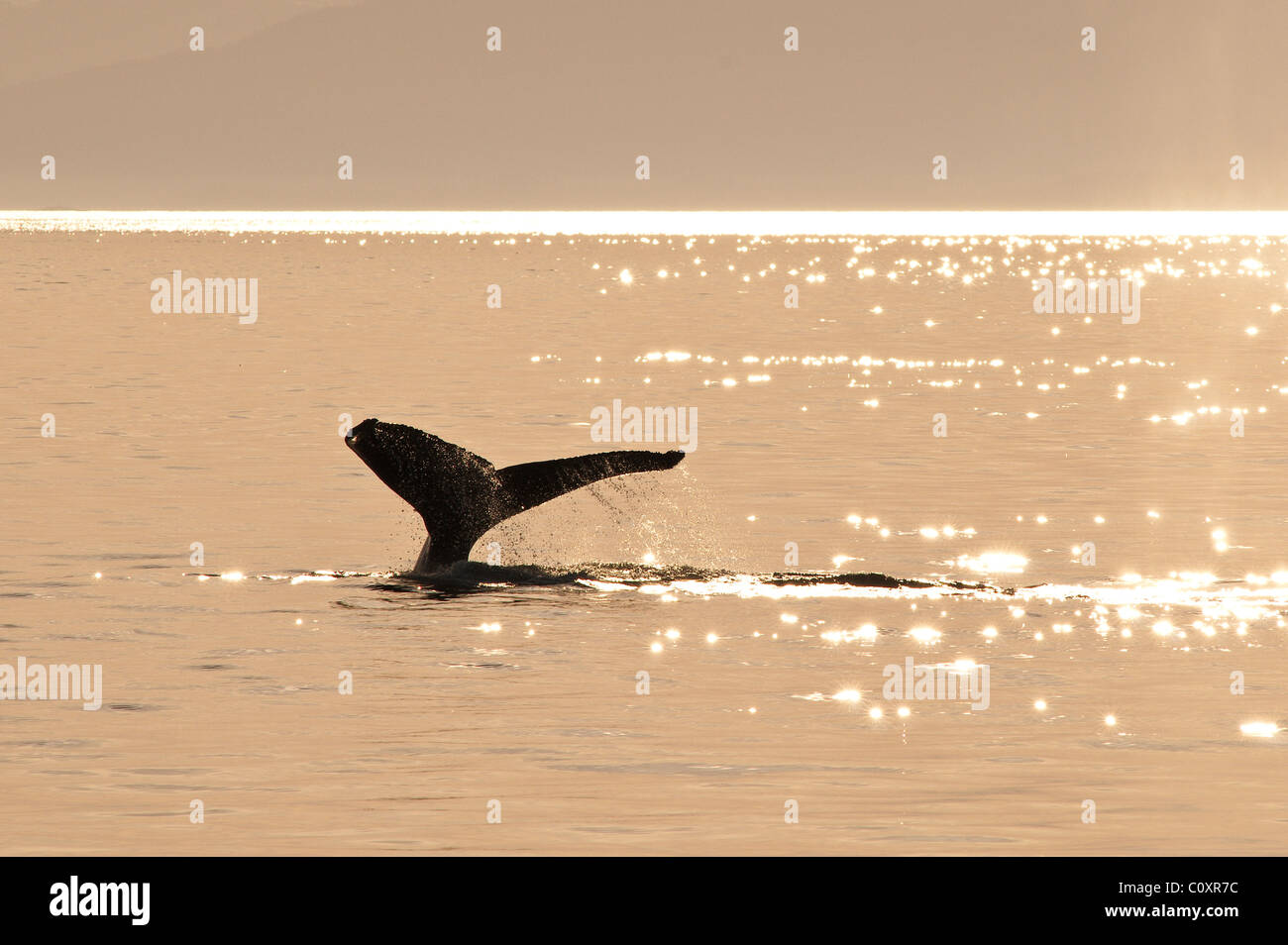 De l'Alaska. Les baleines à bosse (Megaptera novaeangliae) dans la région des îles de cinq doigts de Frederick Sound, au sud-est de l'Alaska. Banque D'Images