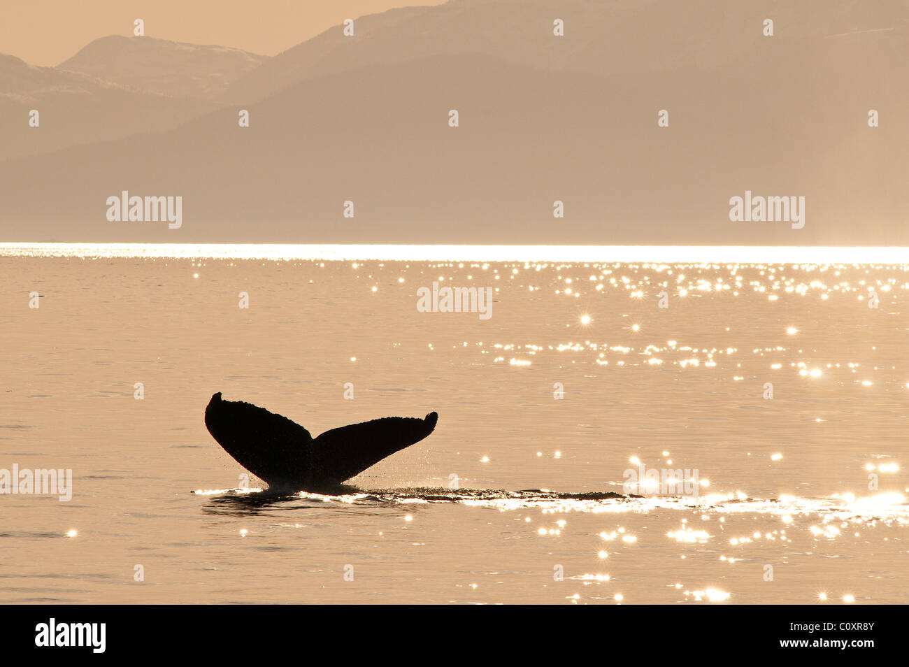 De l'Alaska. Les baleines à bosse (Megaptera novaeangliae) dans la région des îles de cinq doigts de Frederick Sound, au sud-est de l'Alaska. Banque D'Images
