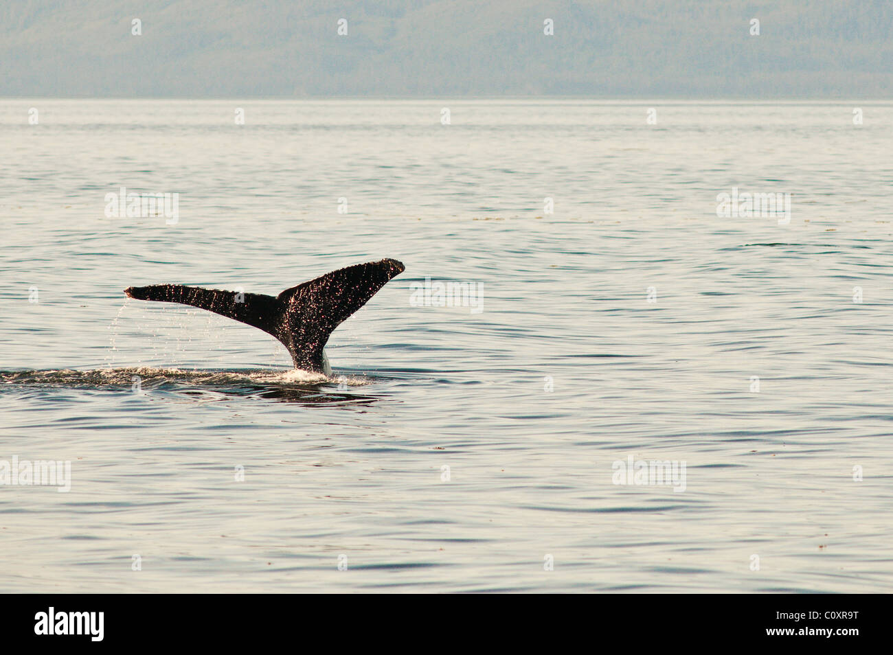 De l'Alaska. Les baleines à bosse (Megaptera novaeangliae) dans la région des îles de cinq doigts de Frederick Sound, au sud-est de l'Alaska. Banque D'Images