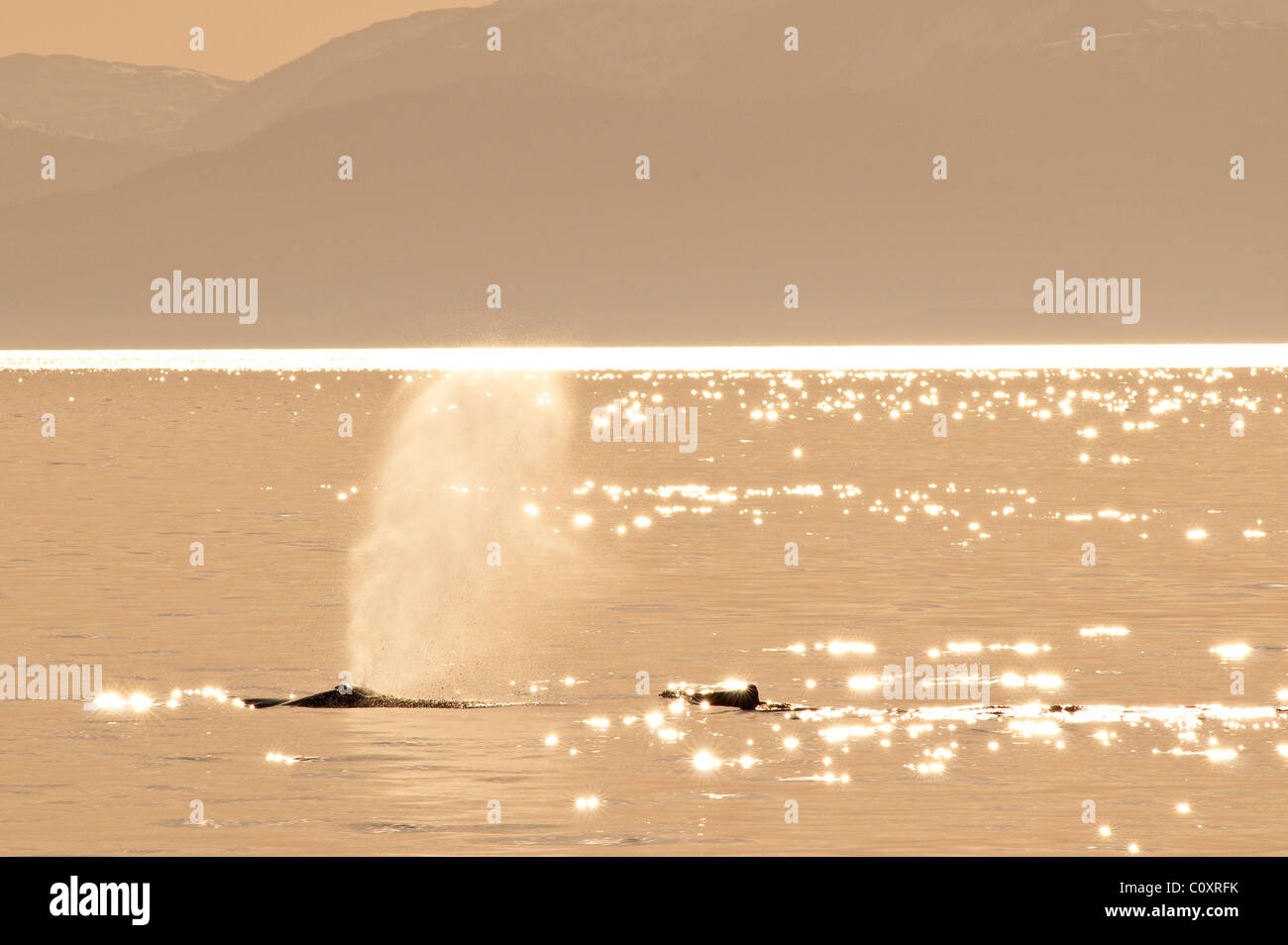 De l'Alaska. Les baleines à bosse (Megaptera novaeangliae) dans la région des îles de cinq doigts de Frederick Sound, au sud-est de l'Alaska. Banque D'Images