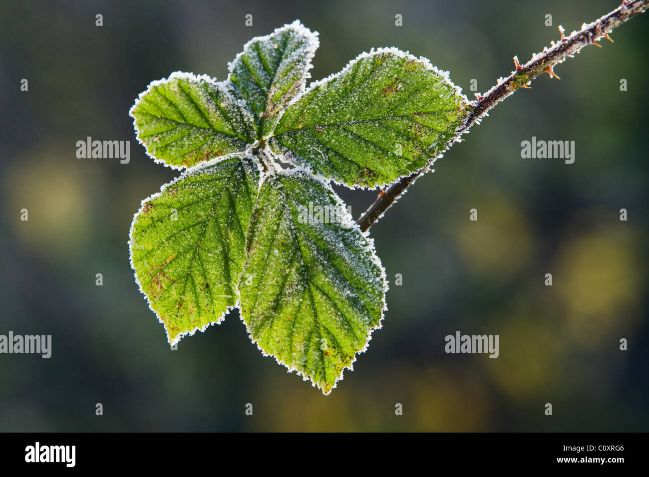 Les feuilles de mûrier vert couvert de givre sur une journée d'hiver Banque D'Images